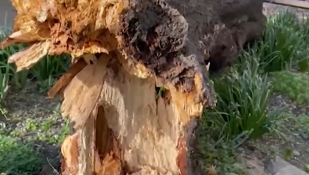 Силен вятър събори иглолистно дърво в Перник