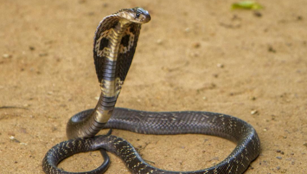 Смъртоносна кобра в самолет наложи аварийно кацане