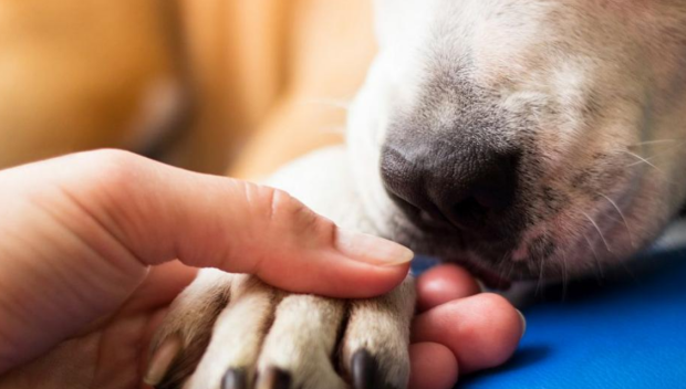 Поредица от сигнали за простреляни кучета в Русенско