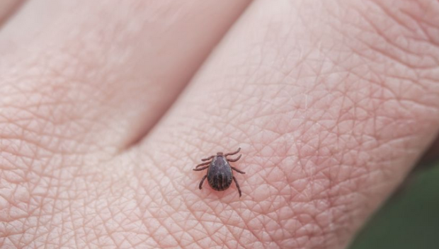 Кърлежи налазиха Варна и областта