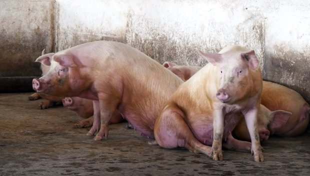 Първи случай на африканска чума по свинете е потвърден в Хърватия
