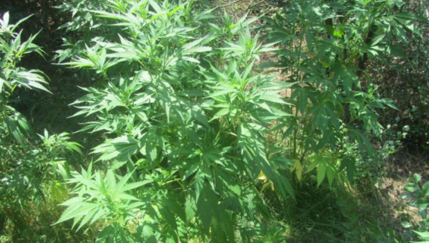 В Черна гора откриха плантация с марихуана с над 13 хиляди корена