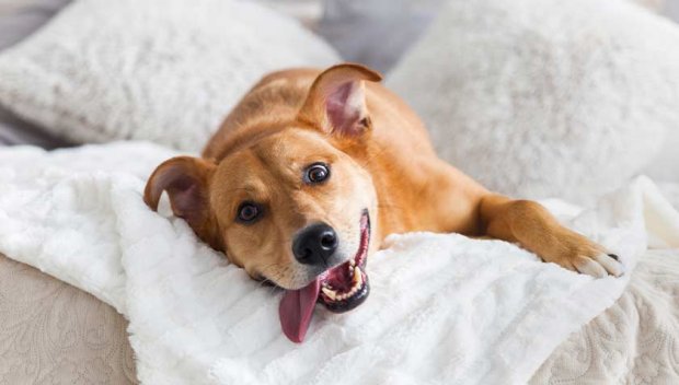 Спасиха бедстващо куче във Водното огледало на Кърджали