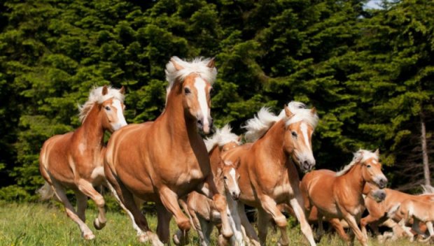 Кон нахапа жена във Великотърновско