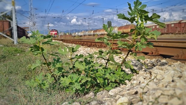 Влак удари момиче край Благоевград, починало е на място