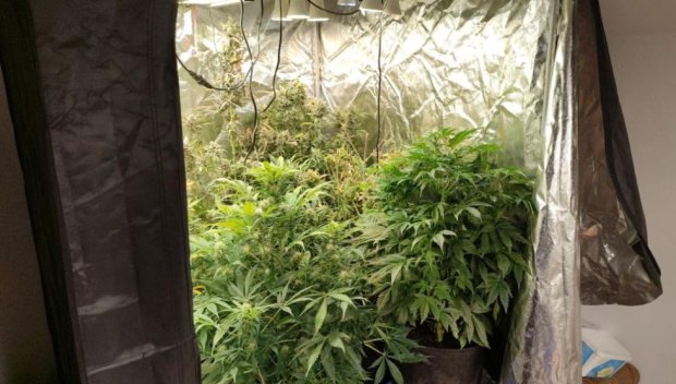 ГДБОП разкри оранжерия с марихуана в Добрич