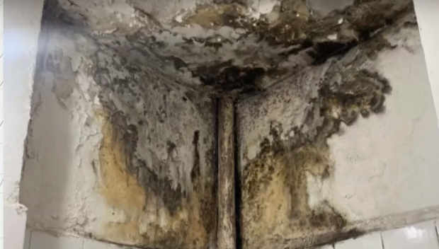 Студенти от София пропищяха от мухъл и от хлебарки