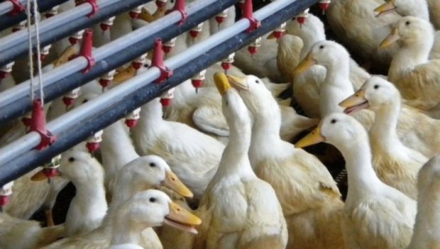 Много патици изгоряха при пожар в Пловдив