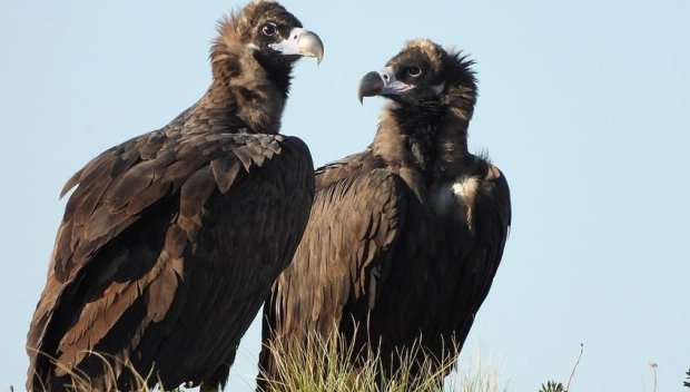 Освободиха седем черни лешояда в Източните Родопи