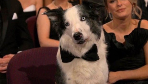 Кое е кучето, което открадна сърцата на Оскарите