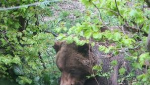 Почина танцуващият мечок Чарли от парка край Белица