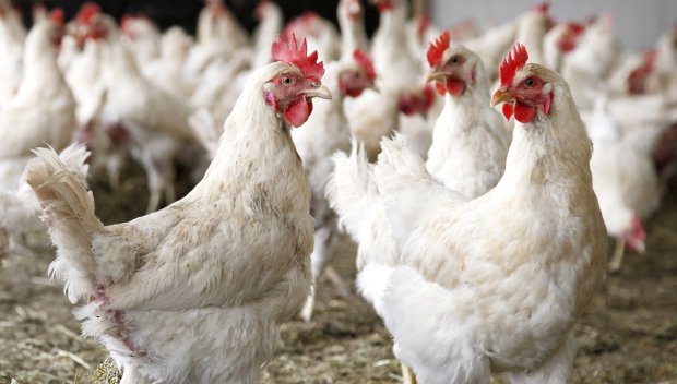 Европейската прокуратура погна собственик на кокошарник за измама с европари