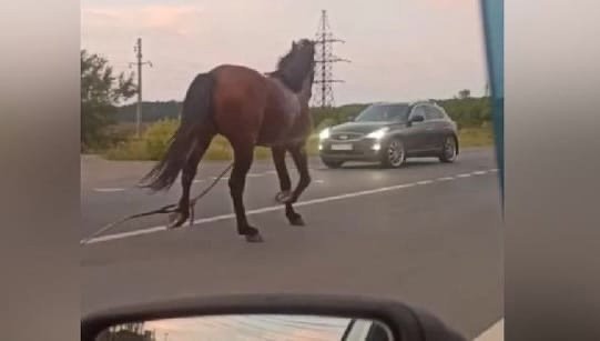 Кон предизвика катастрофа с бус, превозващ деца