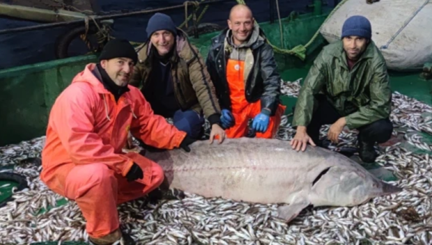 Постоянна забрана за улов на есетрови риби в България