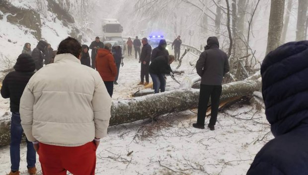 Проходът Петрохан остава затворен повече от 15 часа заради паднали дървета (СНИМКИ)