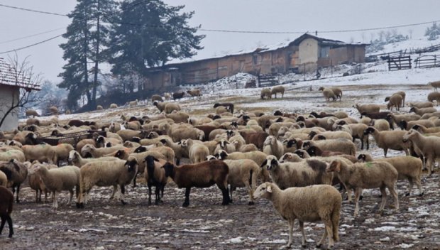 Протест на животновъди: Блокират пътя Карнобат - Шумен край с. Сигмен