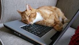 Уволниха жена от работа, след като котката ѝ пусна имейл от нейно име