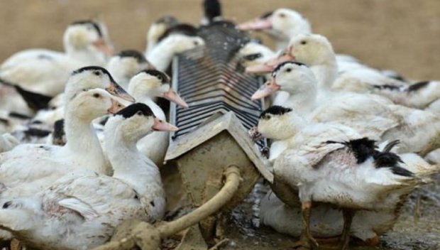 Първи случай на птичи грип при човек в Италия