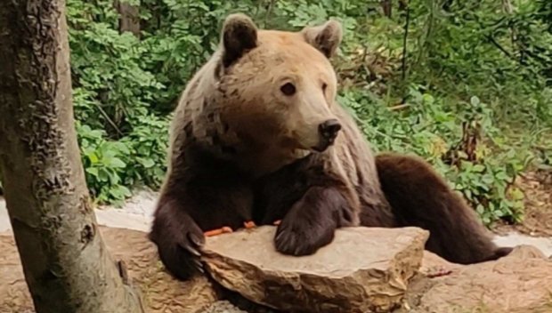 Мечка изяде четири манастирски агнета, в Сопот искат отстрел на стървницата