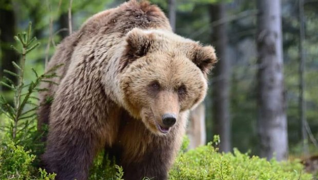 Мечка нападна берач на гъби в Северна Македония