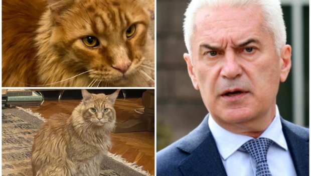 Котката на Волен живее по-добре от български пенсионер (Снимки)