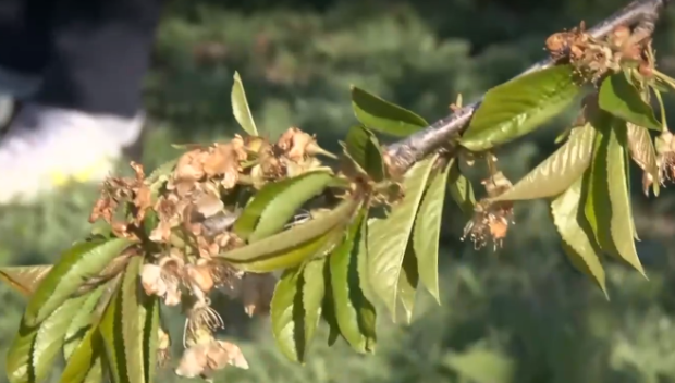 Близо 600 млн. лева получиха земеделците по базовото плащане на площ за Кампания 2025