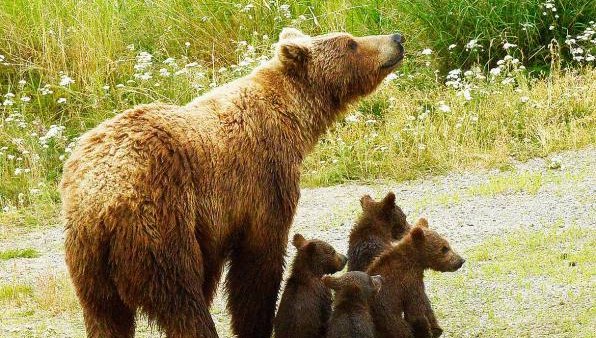 Борино ще има първия у нас план за съжителство с мечките