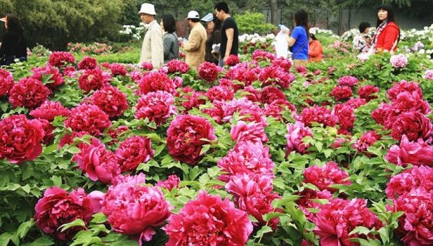 Турските власти предвиждат глоба от над 25 000 лева за откъсване на застрашено цвете