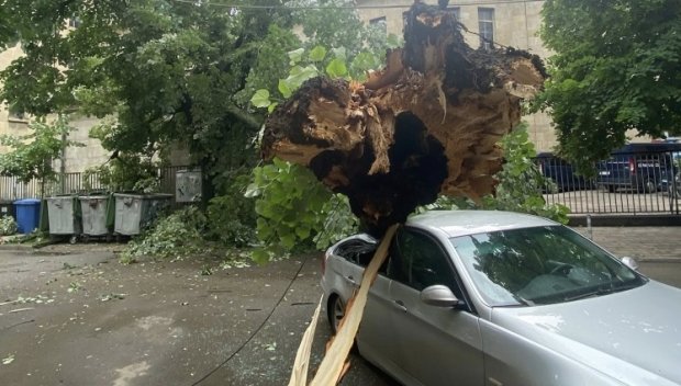 СЛЕД БУРЯ: Дърво падна върху кола в Русе