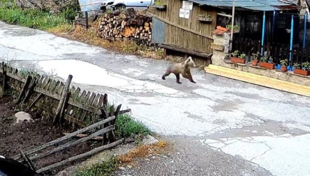ГОСТЕНИН: Мече търчи из улиците на село Мугла (ВИДЕО)