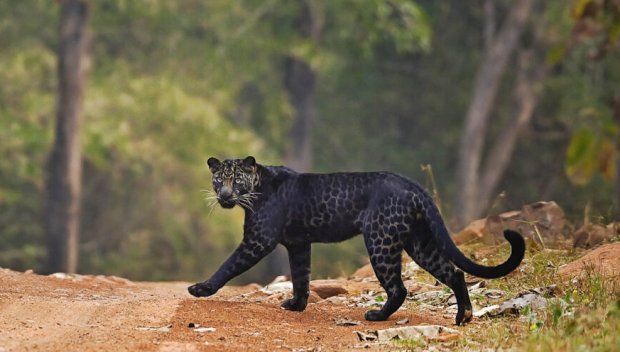 Черният хищник парализира спорта в Шумен