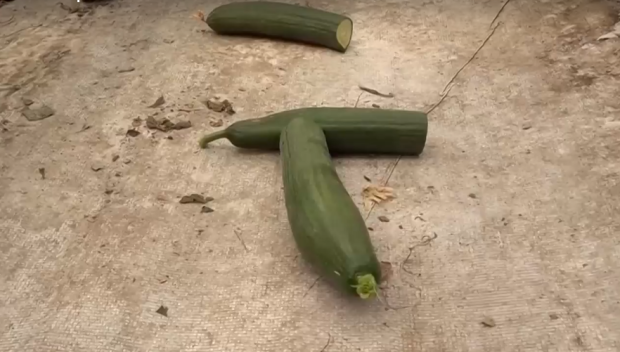 Протест срещу вноса: Фермер изкорени продукцията от оранжериите си и нахрани кравите си с краставици