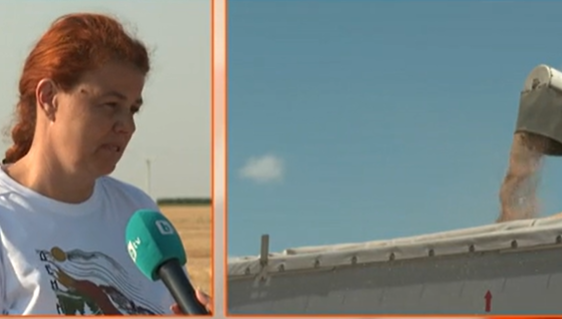 В Добруджа отчитат по-нисък с 25% добив от жито