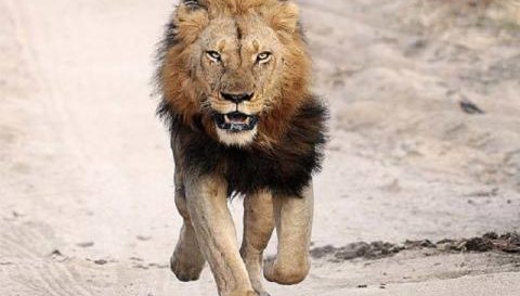 Застреляха лъва Зевс, избягал от зоопарк край Анталия