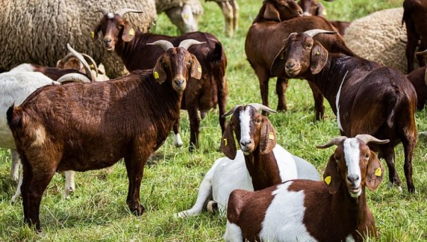 Извънредна спецакция на МВР на пазара в Раковски заради шарката по животните