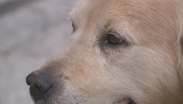 Застреляха куче в Кюстендил