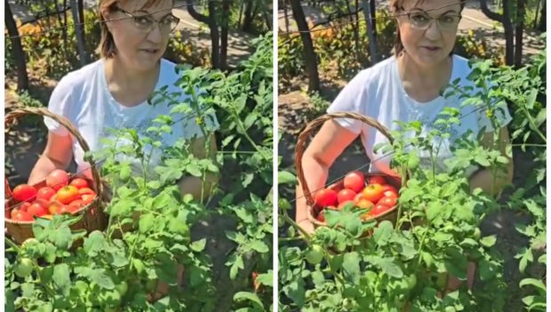 ШОУ: Нинова цъфна като берачка на домати, сръфаха я: И на Еверест ще се качи, за да влезе в парламента