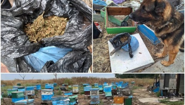 Кучето Бим откри близо килограм канабис в пчелин край карнобатско село