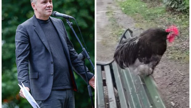 ИЗКУКУРИГВАНЕ: Ъпсурден евродепутат на ППДБ с 20 хиляди евро заплата си говори с... петел (ВИДЕО)