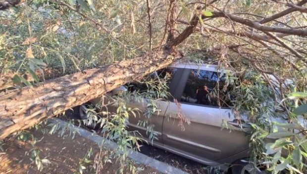 КРАЙ КАРНОБАТ: Мъж е с опасност за живота, след като се заби в дърво