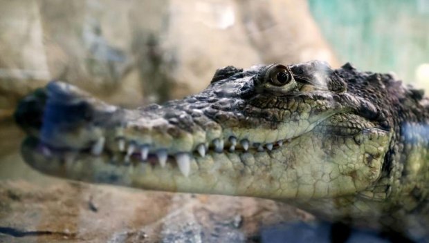 Ето къде е и как изглежда днес крокодилът от „Ботунец“ (СНИМКИ)