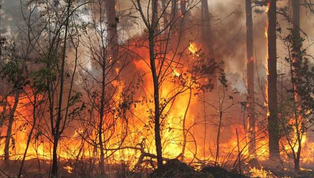 БЕДСТВИЕ: Пожар лумна в гръцката част на Родопите