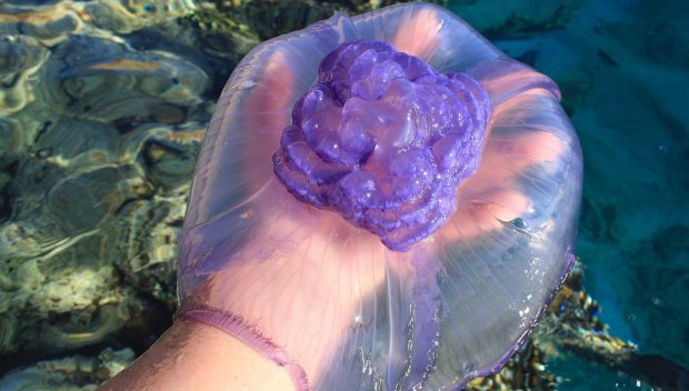 Опасни лилави медузи се появиха в Гърция - какво да правите при ужилване