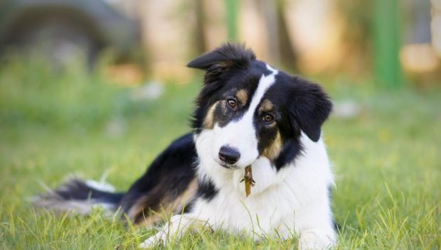 Разследват смъртта на куче във Великотърновско