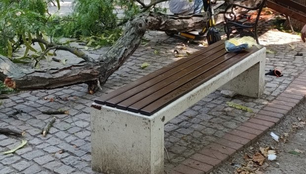 Изсъхнал клон падна върху дете в центъра на Бургас