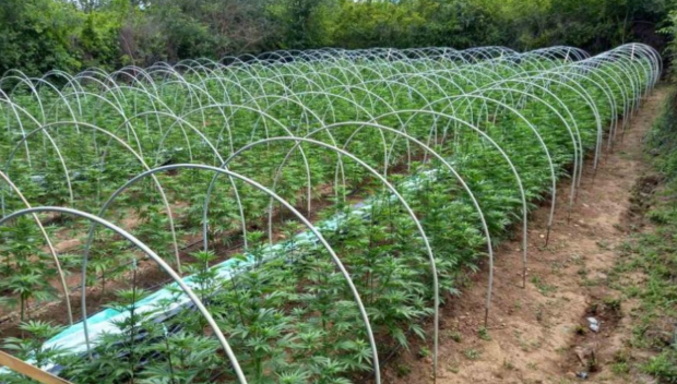 Задържаха двама градинари, докато се грижат за наркоплантацията си край Хасково