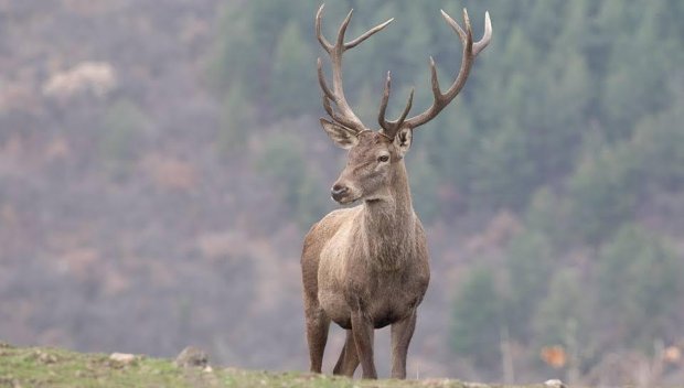 Убиха благороден елен в Смолянско