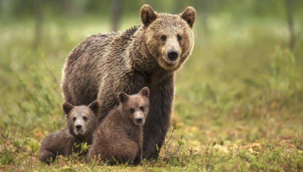 Намаляват щетите от мечки в Смолянско през ноември