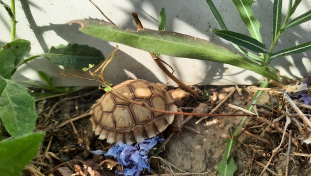 Откраднаха 20 костенурки от спасителен център