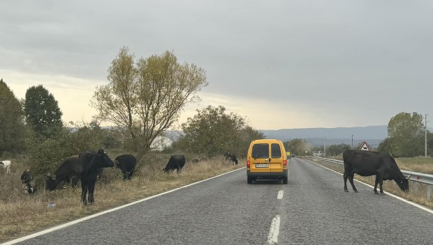 Стадо крави изскочи на пътя край Гурково, Мерцедес“ ги натресе